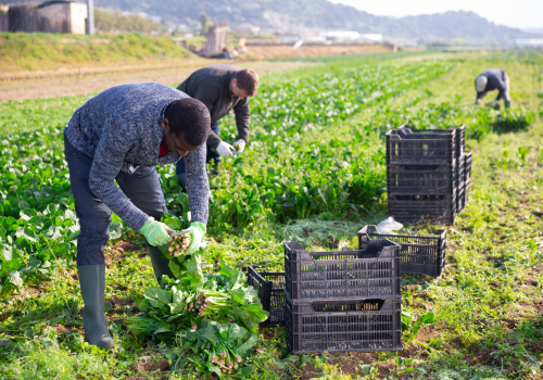 Organic Farming for My Family Farms: Balancing Challenges and Rewards