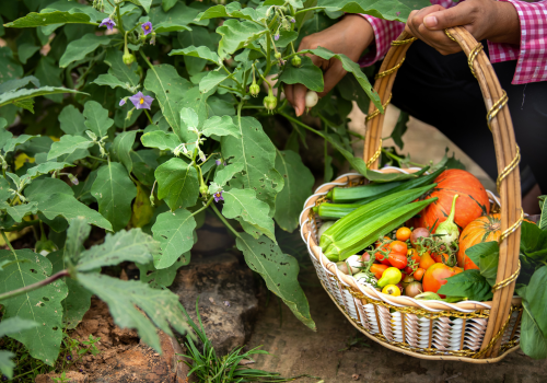 Why Organic Farming is Ideal for Family Farms Healthier, Chemical-Free Produce