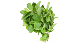 Mint Leaves Bunch